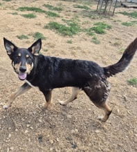 GIUDITTA, Hund, Mischlingshund in Italien - Bild 4