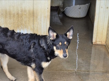 GIUDITTA, Hund, Mischlingshund in Italien - Bild 5