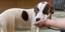 RINA, Hund, Jagdhund-Mix in Italien - Bild 1