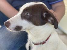 RINA, Hund, Jagdhund-Mix in Italien - Bild 10