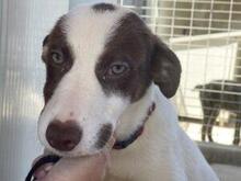 RINA, Hund, Jagdhund-Mix in Italien - Bild 11