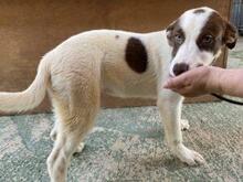 RINA, Hund, Jagdhund-Mix in Italien - Bild 12