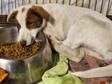 RINA, Hund, Jagdhund-Mix in Italien - Bild 13