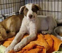 RINA, Hund, Jagdhund-Mix in Italien - Bild 14
