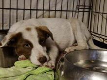 RINA, Hund, Jagdhund-Mix in Italien - Bild 15