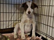 RINA, Hund, Jagdhund-Mix in Italien - Bild 16