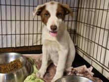 RINA, Hund, Jagdhund-Mix in Italien - Bild 17