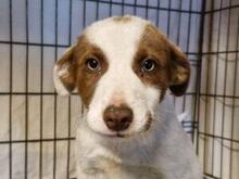 RINA, Hund, Jagdhund-Mix in Italien - Bild 18