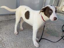 RINA, Hund, Jagdhund-Mix in Italien - Bild 2