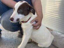 RINA, Hund, Jagdhund-Mix in Italien - Bild 3