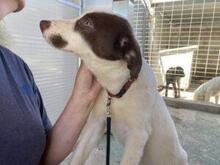 RINA, Hund, Jagdhund-Mix in Italien - Bild 4