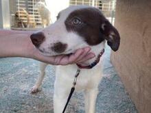 RINA, Hund, Jagdhund-Mix in Italien - Bild 5