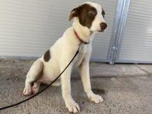 RINA, Hund, Jagdhund-Mix in Italien - Bild 6