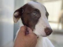 RINA, Hund, Jagdhund-Mix in Italien - Bild 7