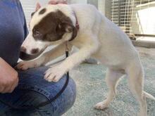 RINA, Hund, Jagdhund-Mix in Italien - Bild 8