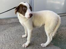 RINA, Hund, Jagdhund-Mix in Italien - Bild 9