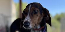 PRIMULA, Hund, Jagdhund-Mix in Italien - Bild 1