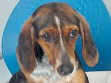 PRIMULA, Hund, Jagdhund-Mix in Italien - Bild 2