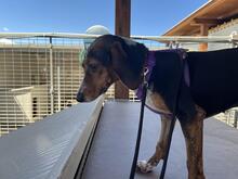 PRIMULA, Hund, Jagdhund-Mix in Italien - Bild 3