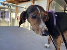 PRIMULA, Hund, Jagdhund-Mix in Italien - Bild 4