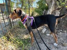 PRIMULA, Hund, Jagdhund-Mix in Italien - Bild 5