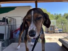 PRIMULA, Hund, Jagdhund-Mix in Italien - Bild 6