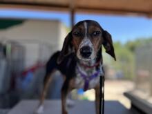 PRIMULA, Hund, Jagdhund-Mix in Italien - Bild 7