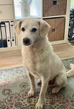 ARIS, Hund, Mischlingshund in Schmilau - Bild 1