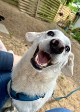 ARIS, Hund, Mischlingshund in Schmilau - Bild 2