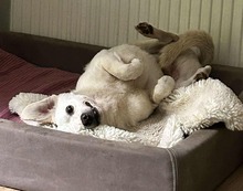 ARIS, Hund, Mischlingshund in Schmilau - Bild 3