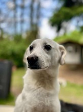 ARIS, Hund, Mischlingshund in Schmilau - Bild 4