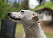 ARIS, Hund, Mischlingshund in Schmilau - Bild 5