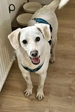 ARIS, Hund, Mischlingshund in Schmilau - Bild 6