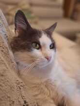 MARLO, Katze, Hauskatze in Taufkirchen - Bild 1