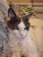 MARLO, Katze, Hauskatze in Taufkirchen - Bild 10