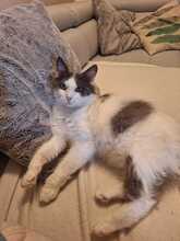 MARLO, Katze, Hauskatze in Taufkirchen - Bild 2