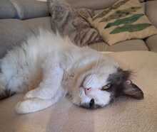 MARLO, Katze, Hauskatze in Taufkirchen - Bild 3