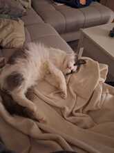 MARLO, Katze, Hauskatze in Taufkirchen - Bild 4