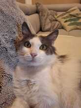 MARLO, Katze, Hauskatze in Taufkirchen - Bild 5