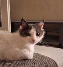 MARLO, Katze, Hauskatze in Taufkirchen - Bild 6