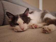 MARLO, Katze, Hauskatze in Taufkirchen - Bild 7