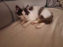 MARLO, Katze, Hauskatze in Taufkirchen - Bild 8