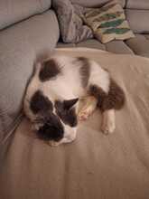 MARLO, Katze, Hauskatze in Taufkirchen - Bild 9