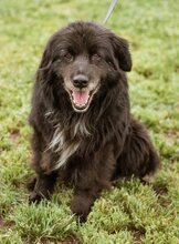 SPAN, Hund, Mischlingshund in Ungarn - Bild 1
