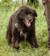 SPAN, Hund, Mischlingshund in Ungarn - Bild 2