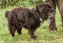 SPAN, Hund, Mischlingshund in Ungarn - Bild 4