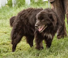 SPAN, Hund, Mischlingshund in Ungarn - Bild 5
