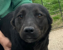 MARLA, Hund, Mischlingshund in Kroatien - Bild 1