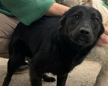 MARLA, Hund, Mischlingshund in Kroatien - Bild 10