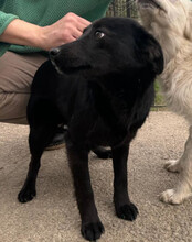 MARLA, Hund, Mischlingshund in Kroatien - Bild 11